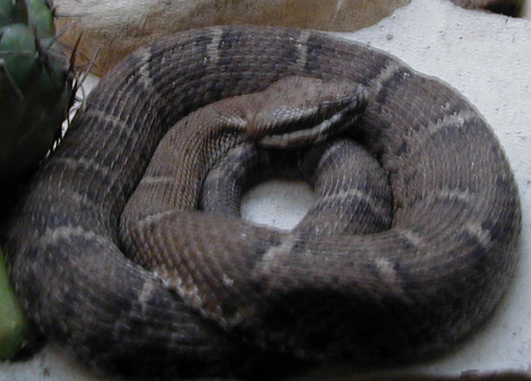 Crotalus willardi willardi cr.JPG [103 Kb]